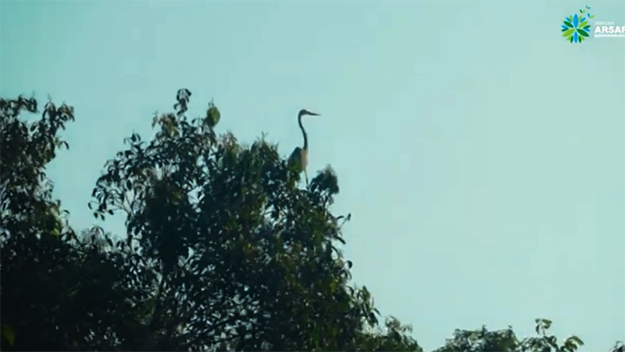 Cagar Biosfer Giam Siak Kecil Foto Tangkap Layar Youtube Yayasan Arsari Djojohadikusumo (5)